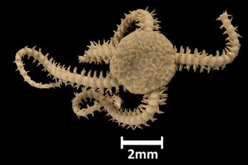 Media type: image; Invertebrate Zoology OPH-1262   Aspect: dorsal